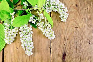 Bird cherry blossoming on background of boards