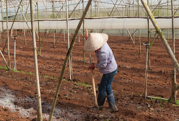 Worker in a greenhouse. Da lat. Vietnam