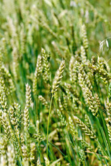 Spikes of unripe wheat