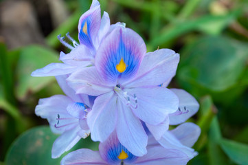 Eichhornia crassipes