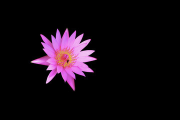 lotus flower or lilly pink beautiful with clipping path isolated on black background