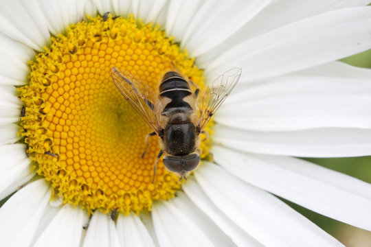 Striped fly (Syrphidae) - hoverfly collecting nectar from chamomile  in the garden