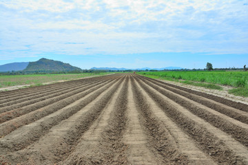 Fototapeta na wymiar Earth soil grooves farming over field for crop planting on farm lands.