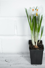 Fototapeta premium spring flowers crocuses