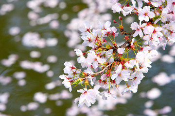 恩地川の桜