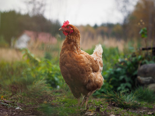 The hen walks among the tall grass