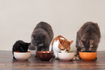 Les chats domestiques mangent de la nourriture pour animaux de compagnie sur le sol dans des bols