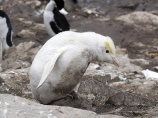 great rarity white, Rockhopper Penguin, Eudyptes chrysocome, Sea Lion Island, Falkland Islands / Malvinas