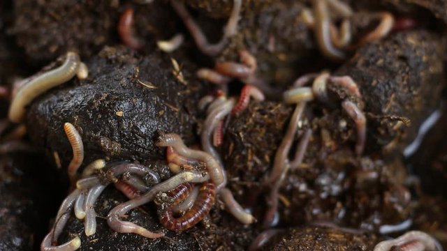 Horse manure is a good source of nutrients and a popular addition to many home gardens