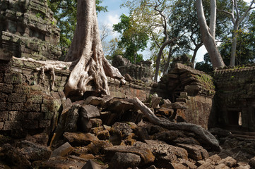 Ta Prohm Temple. Angkor. Cambodia