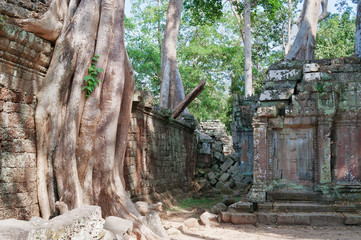Fototapeta na wymiar Ta Prohm Temple. Angkor. Cambodia