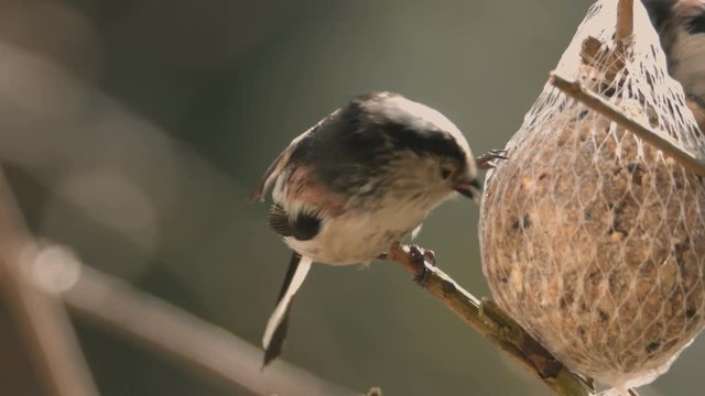 long tailed bushtit at the bird feed