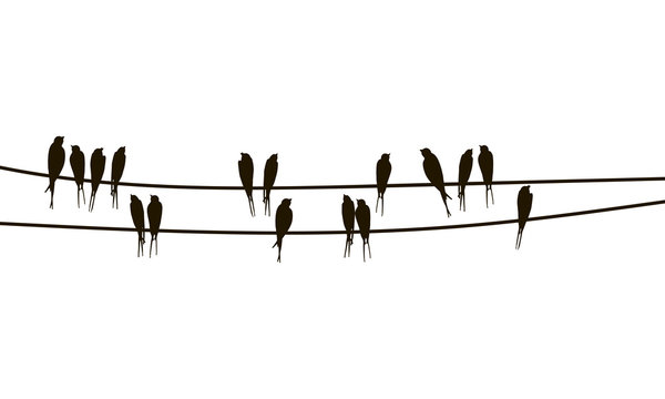 Swallows on wires