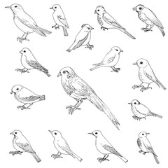 vector set of birds