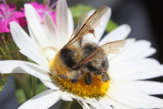 Big shaggy bumblebee the collecting nectar from camomile  – macro