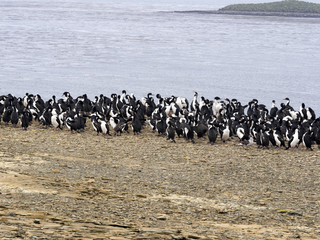 Fototapeta premium large nesting colony, Imperial Shag, Phalacrocorax atriceps, Sea Lion Island, Falkland Islands / Malvinas