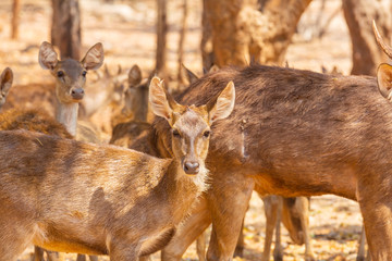 Deer in Thailand