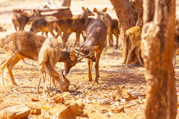 Deer in Thailand