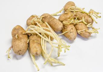 Old Russett potatoes that have sprouted on  a white background