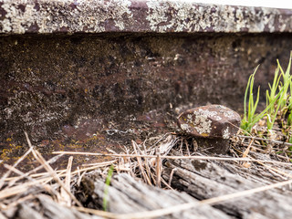 Old vintage rusty rail road spike bolt holding down railway tracks on rotting wooden sleeper