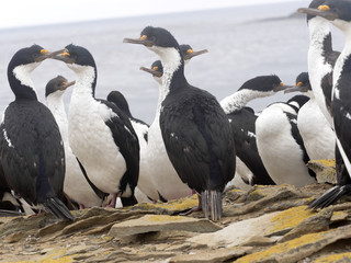 Naklejka premium Imperial Shag, Phalacrocorax atriceps, Sea Lion Island, Falkland Islands / Malvinas