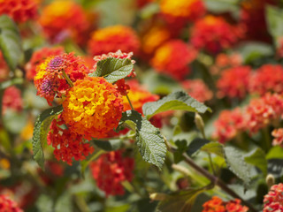 Flower bed of colorful tagetes marigolds