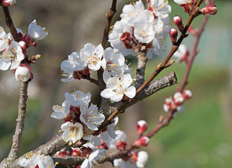 Blühende Aprikose, Prunus armeniaca