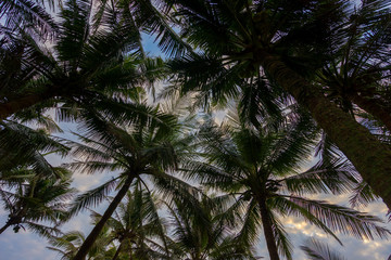 Fototapeta na wymiar Sunset Beach with palm trees and sky landscape.