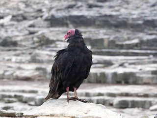   Sea Lion Island, Falkland Islands / Malvinas