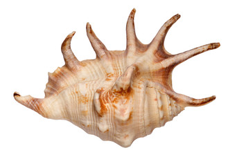 Sea shell isolated on white background
