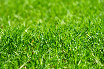 Closeup of grass