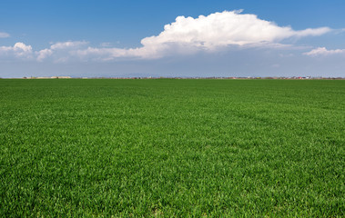 Fototapeta na wymiar Grass field with clouds and sky