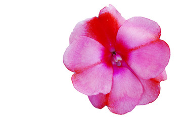 Fototapeta na wymiar pink flower isolated.