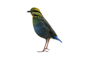 A male of colorful Pitta, Blue Pitta (Pitta cyanea) isolated on white background