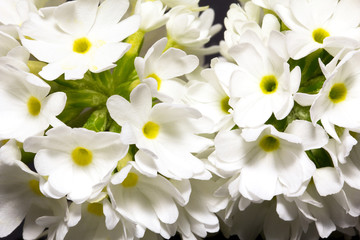  White flower of  primula denticulata,  close up
