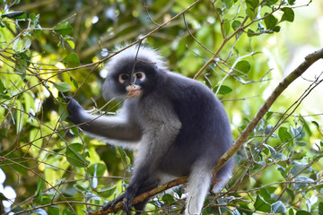 Dusky leaf monkey (Trachypithecus obscurus) on tree at Thailand Kaeng Krachan National Park Thailand