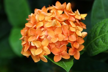 West Indian Jasmine