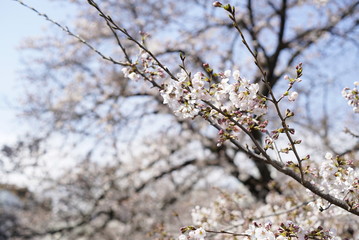 桜