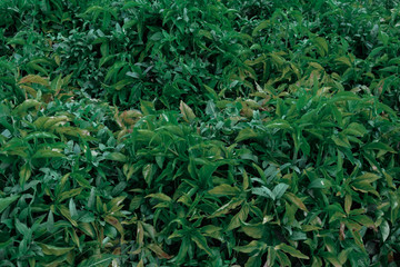 Green trees and leaf greenery