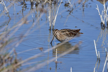 comon snipe in Albufera national reserve on island Majorca
