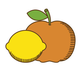 orange and lemon fruit over white background. colorful design. vector illustration