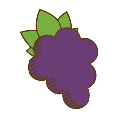 grape fruit over white background. colorful design. vector illustration