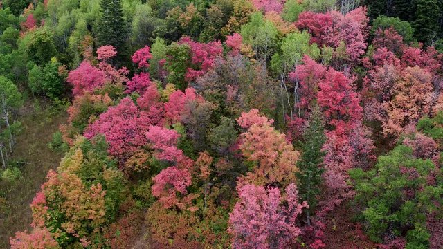 Aerial view flying over trees on a mountain showing colorful trees