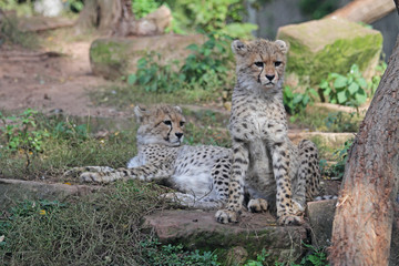 Gepard