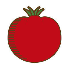 tomato vegetable icon over white background. colorful design. vector illustration