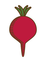 beetroot vegetable icon over white background. colorful design. vector illustration