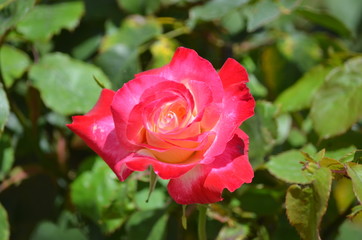 rose