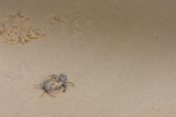 Two small crabs battle on the sandy beach.