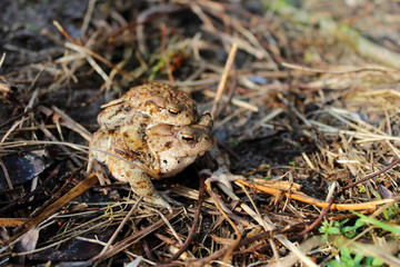 Reproduction of amphibians frogs. Brown toads in the spring. 