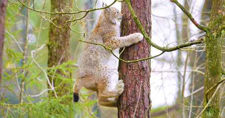 Obraz premium Playfull lynx cat cub climbing in a tree in the forest